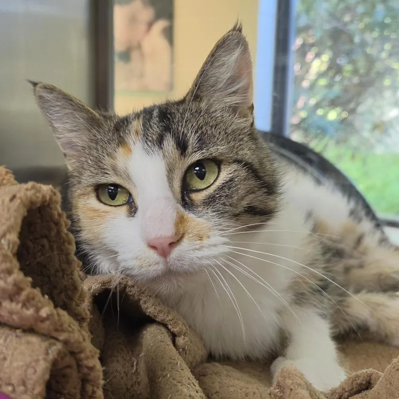 An adult medium-sized female Brown / Chocolate Domestic Short Hair cat named Cali Kat for adoption in Plover, WI