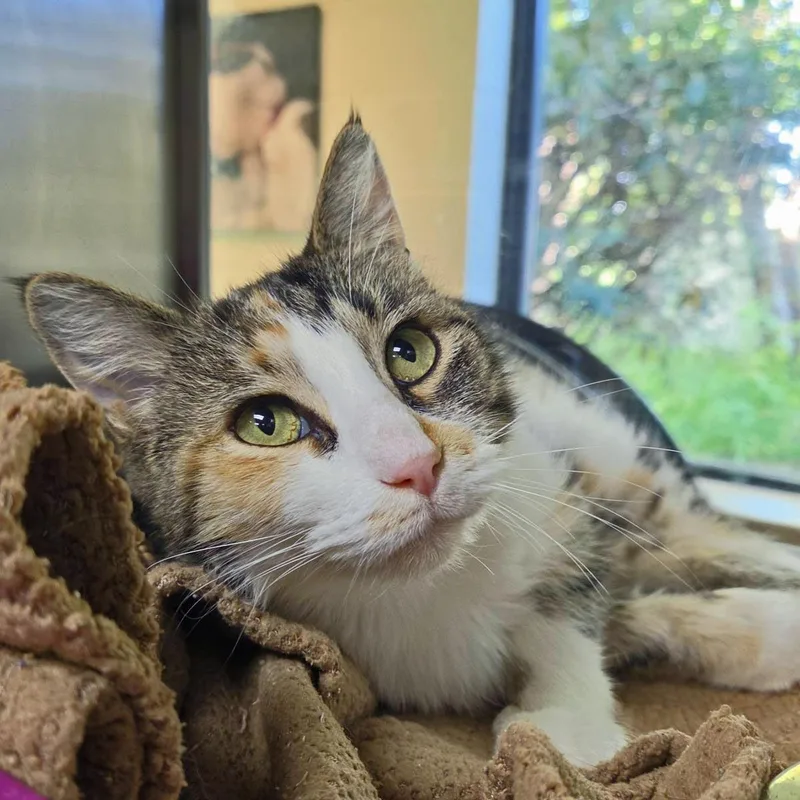 Cali Kat thumbnail 2