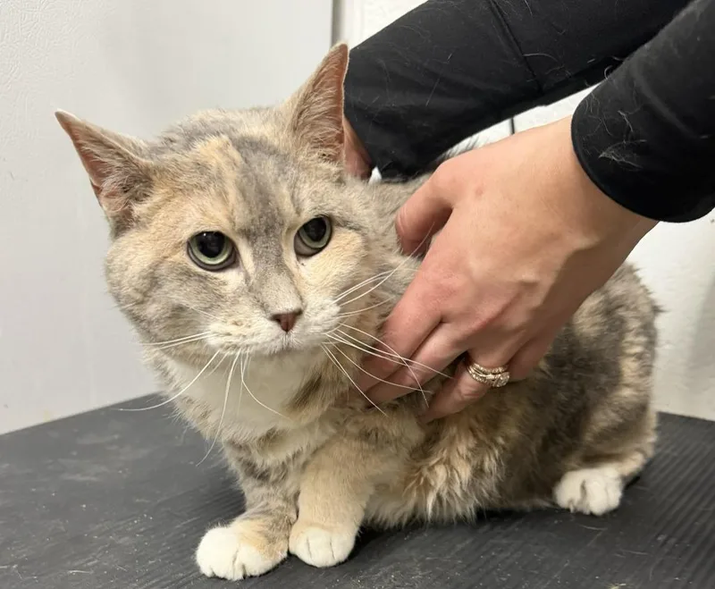 A senior large-sized female Domestic Short Hair cat named Misty for adoption in Hastings, MI