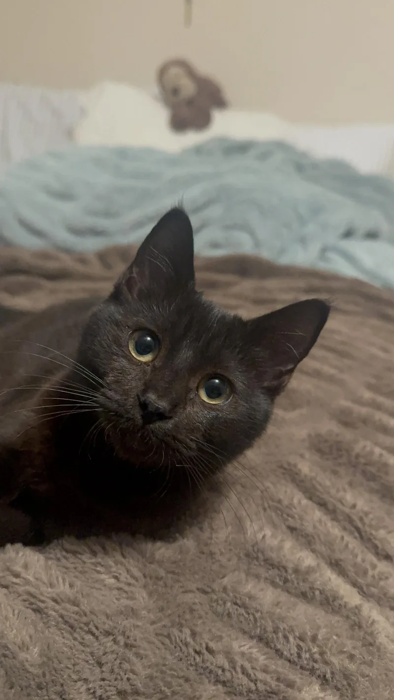 A young medium-sized female Black Domestic Short Hair cat named Abracadabra for adoption in Davis, CA