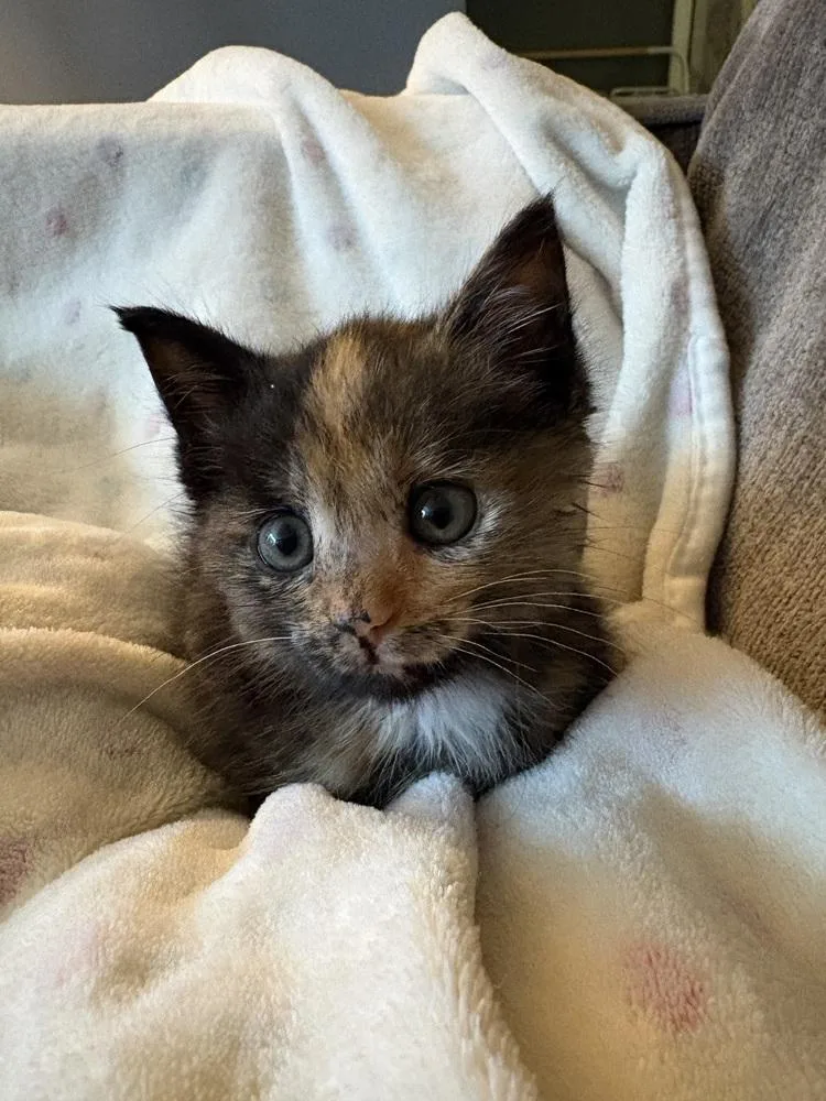A baby small-sized female Domestic Short Hair cat named Folklore for adoption in Evansville, IN