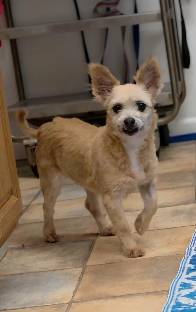 An adult small-sized female Chihuahua dog named Nacho for adoption in Neillsville, WI