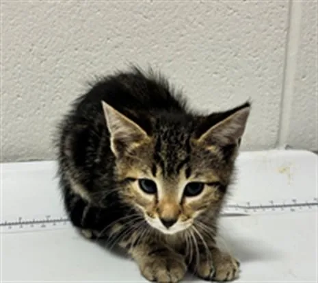 A baby small-sized male Domestic Short Hair cat named Mikey for adoption in Upper Marlboro, MD