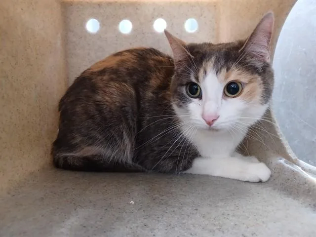 An adult medium-sized female Domestic Short Hair cat named Ginger for adoption in Lancaster, CA