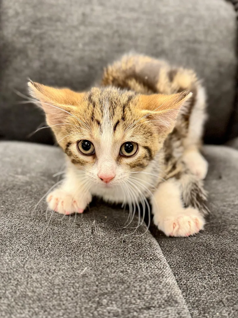 A baby medium-sized male Tabby (Brown / Chocolate) Domestic Short Hair cat named Flarewind for adoption in Midland, MI