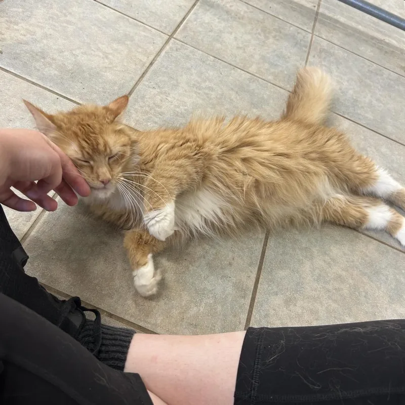 An adult medium-sized female Orange / Red Domestic Long Hair cat named Truffle Hunter for adoption in East Smithfield , PA