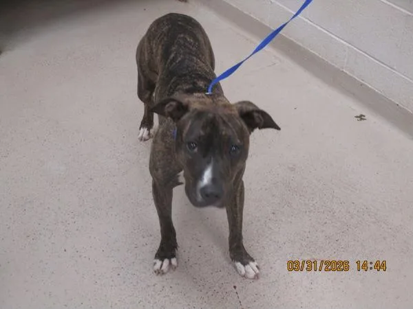 A young medium-sized female Pit Bull Terrier dog named Marmalade for adoption in Marietta, GA