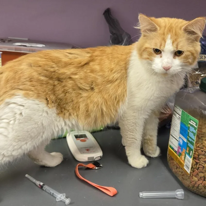 A senior large-sized male Orange / Red Domestic Medium Hair cat named Matzo Ball for adoption in Cedar Rapids, IA