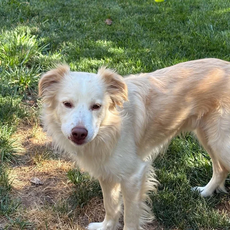 Ollie
