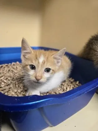 A baby small-sized male Domestic Short Hair cat named Peeves for adoption in Clarks Summit, PA