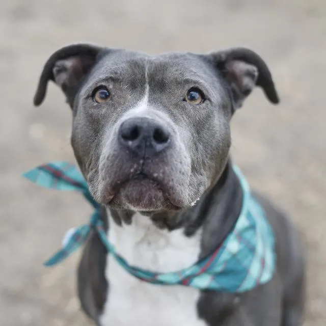 An adult medium-sized female American Staffordshire Terrier dog named Natalia for adoption in San Antonio, TX