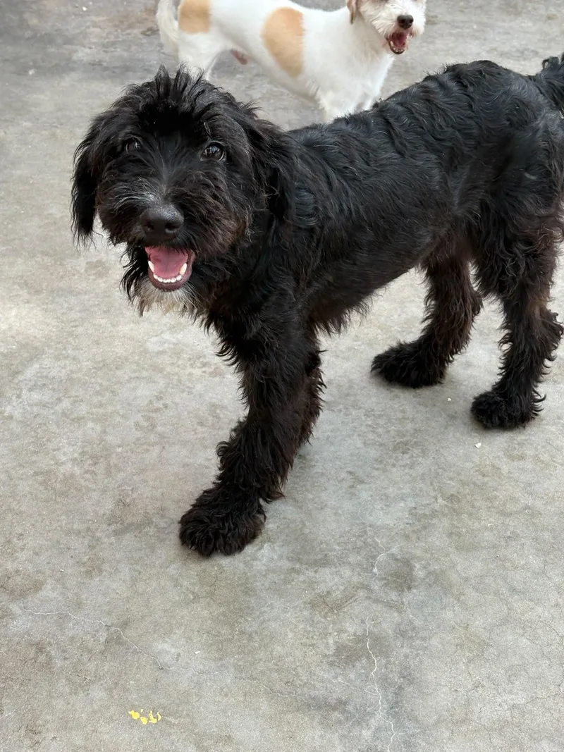 A young medium-sized female Black Poodle dog named Rachel for adoption in Santa Rosa, CA