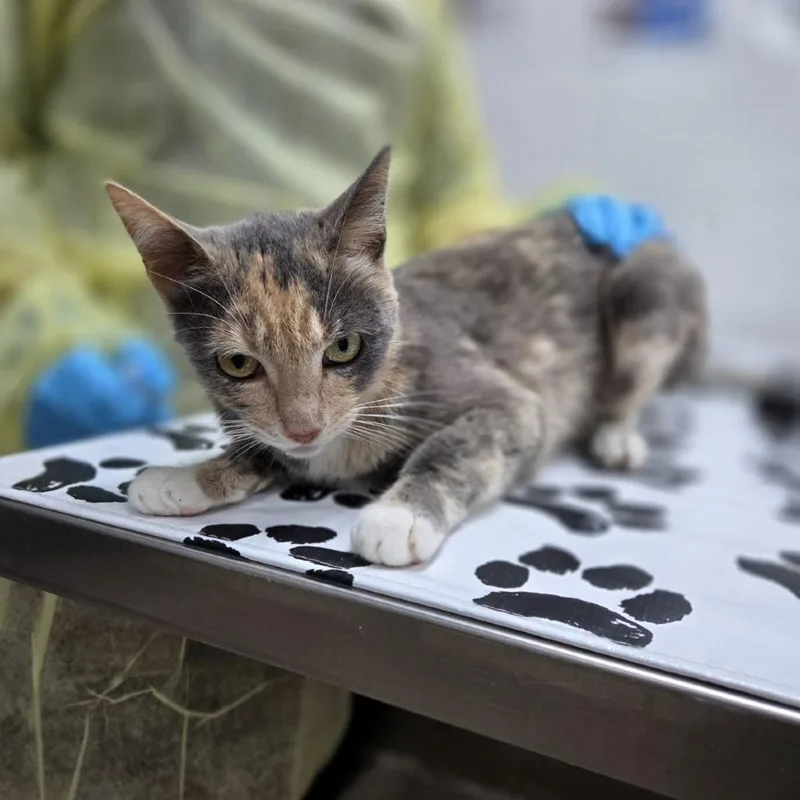 An adult medium-sized female Gray / Blue / Silver Domestic Short Hair cat named Sharp Cheddar for adoption in Incline Village, NV