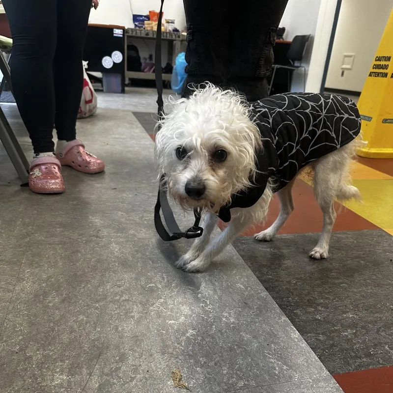 An adult small-sized male White / Cream Mixed Breed dog named Henry for adoption in Philadelphia, PA