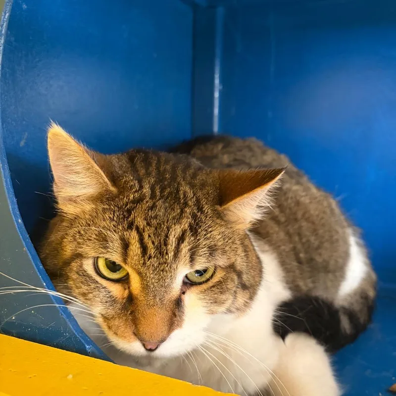 An adult large-sized male Brown / Chocolate Domestic Short Hair cat named Bagel for adoption in Pekin, IL