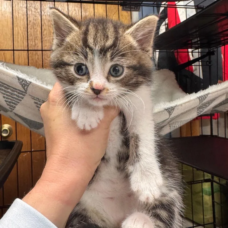 A baby small-sized male Buff / Tan / Fawn Domestic Short Hair cat named Tamatoa for adoption in La Grange, KY