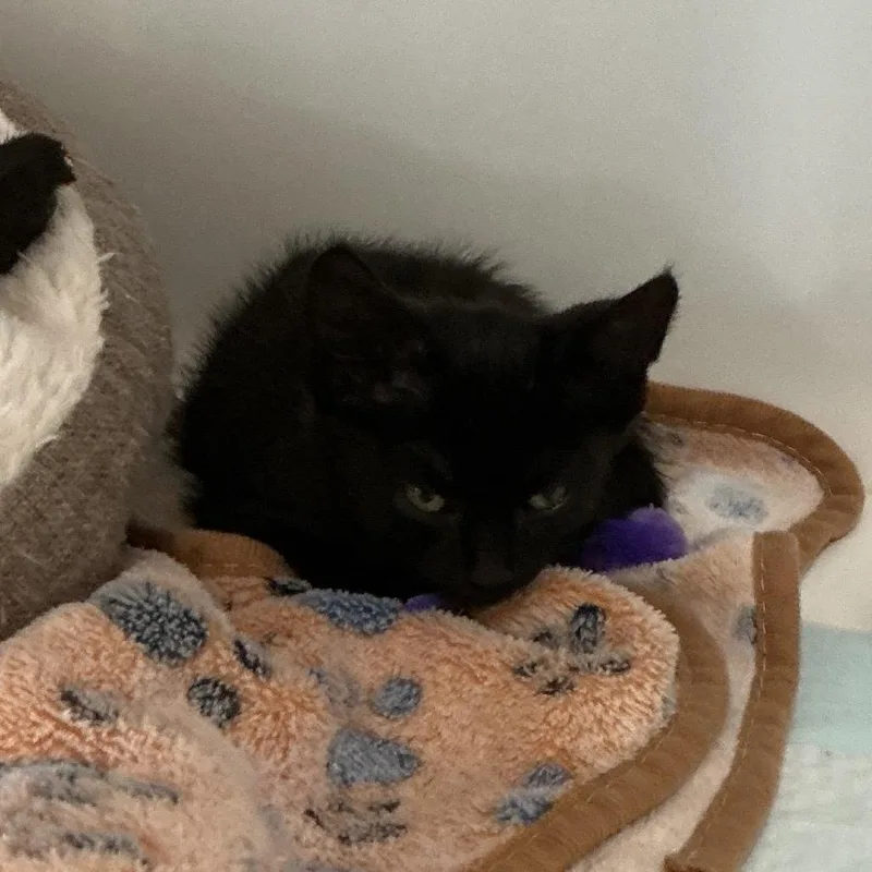 A baby small-sized male Black Domestic Short Hair cat named Sutton for adoption in Elizabeth City, NC