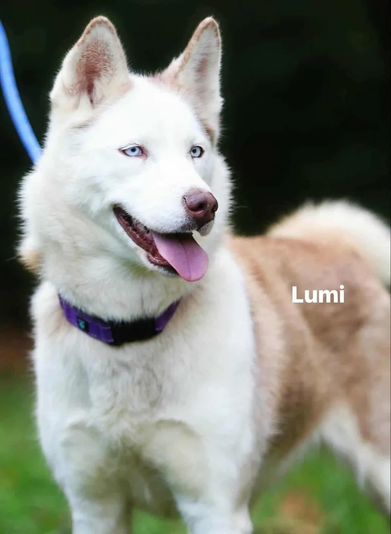 Lumi