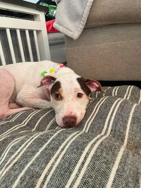 Lily Pad