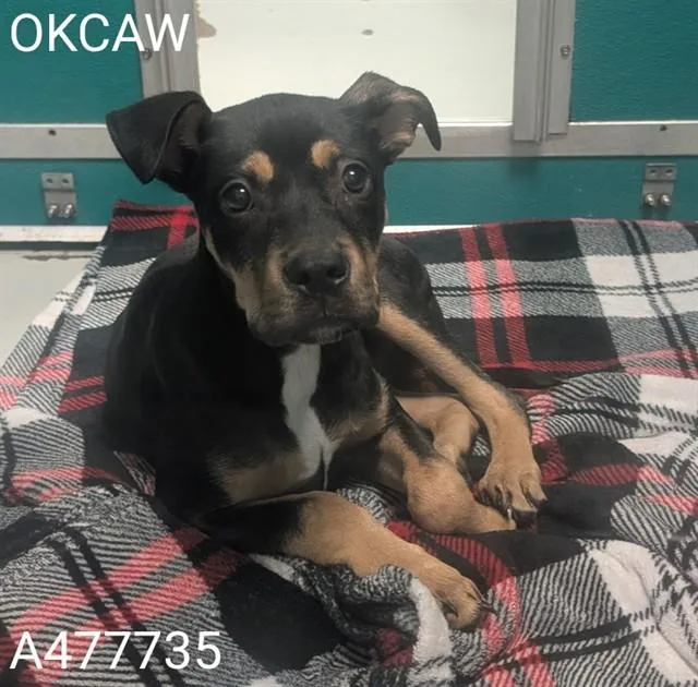 A baby small-sized male Pit Bull Terrier dog named A for adoption in Oklahoma City, OK