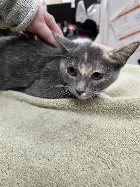 A baby small-sized female Domestic Short Hair cat named Tennessee for adoption in Aliquippa, PA