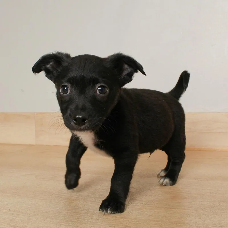 A baby small-sized male Black Chihuahua dog named Millet D for adoption in Minnetonka, MN