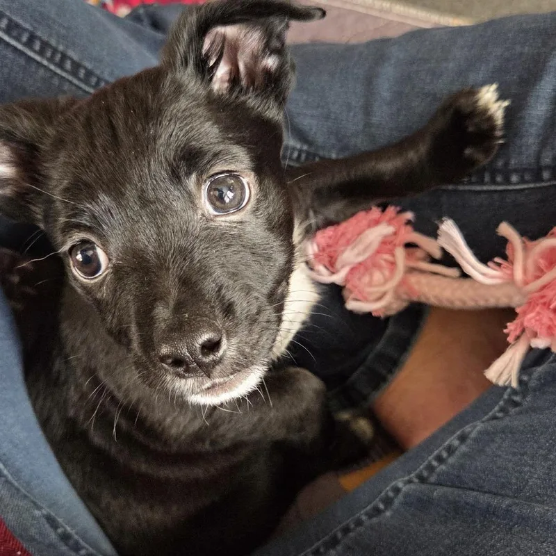 Millet D thumbnail 2