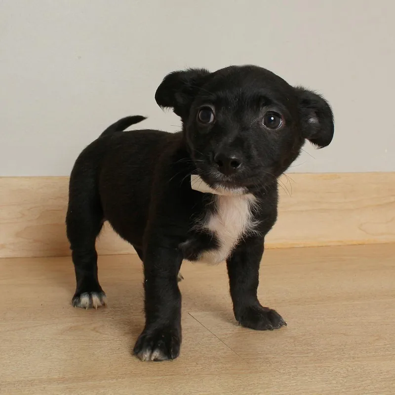 Millet D thumbnail 3