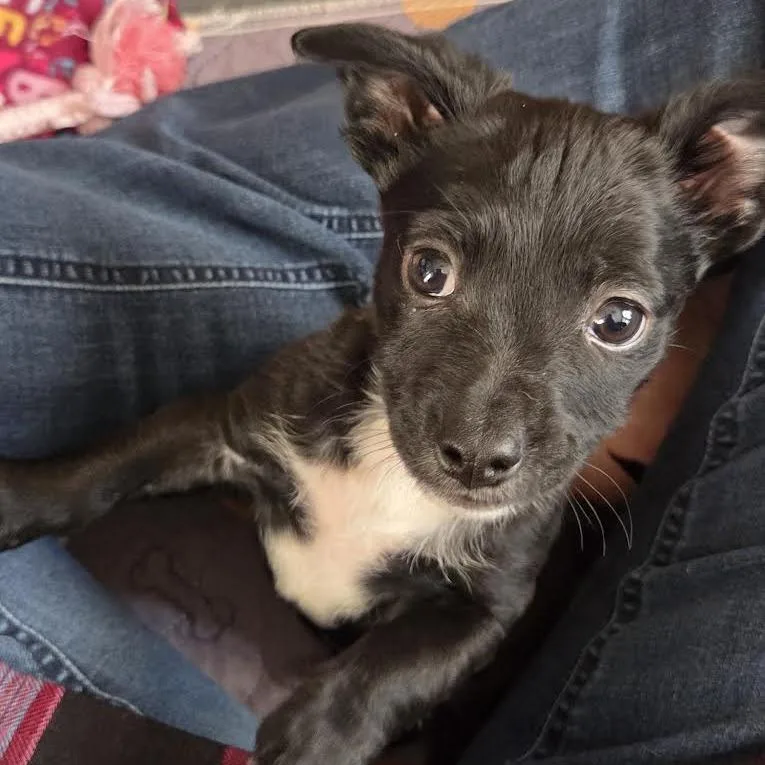 Millet D thumbnail 4