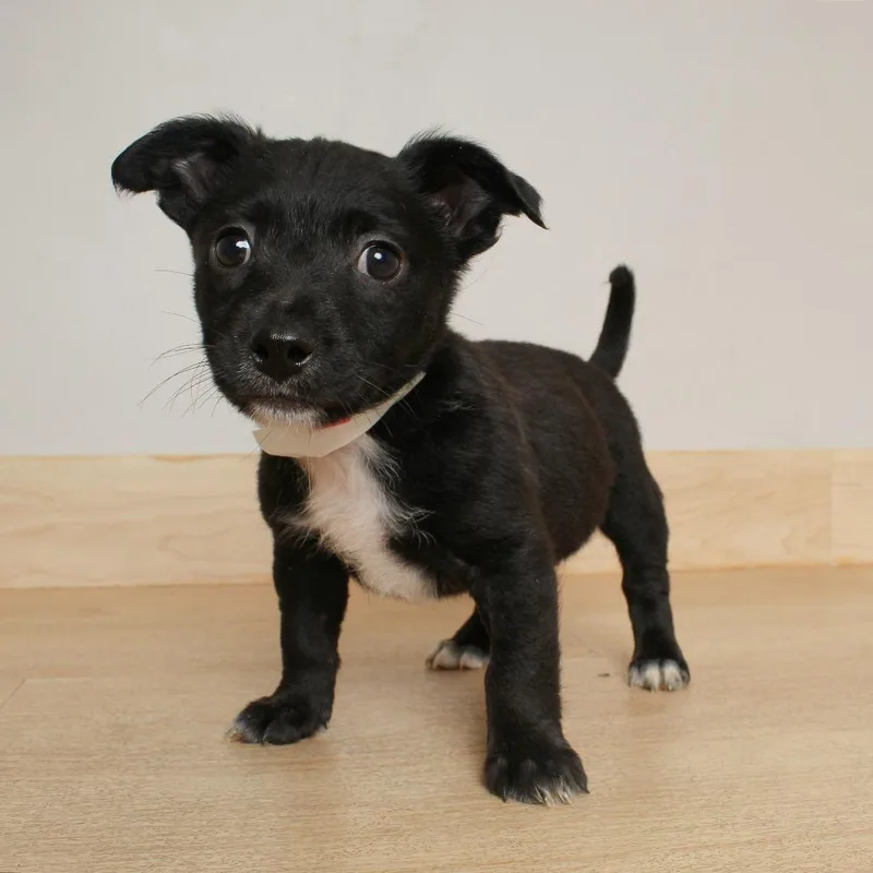 Millet D thumbnail 5