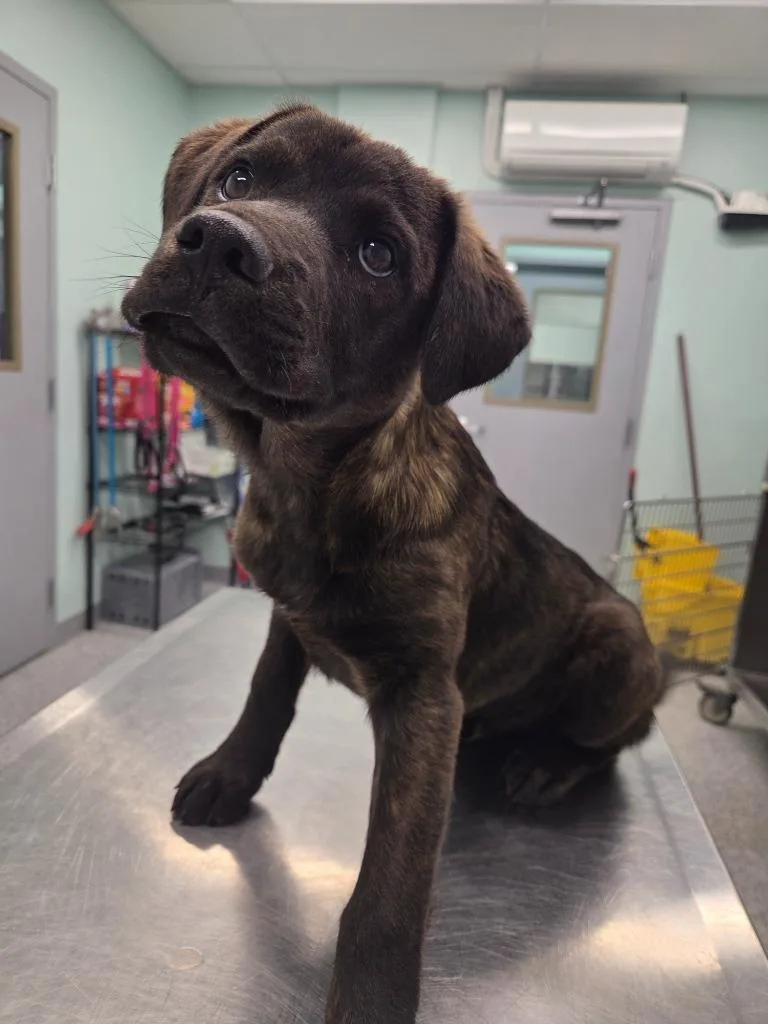 A baby small-sized male Terrier dog named Juniper for adoption in Athens, TN