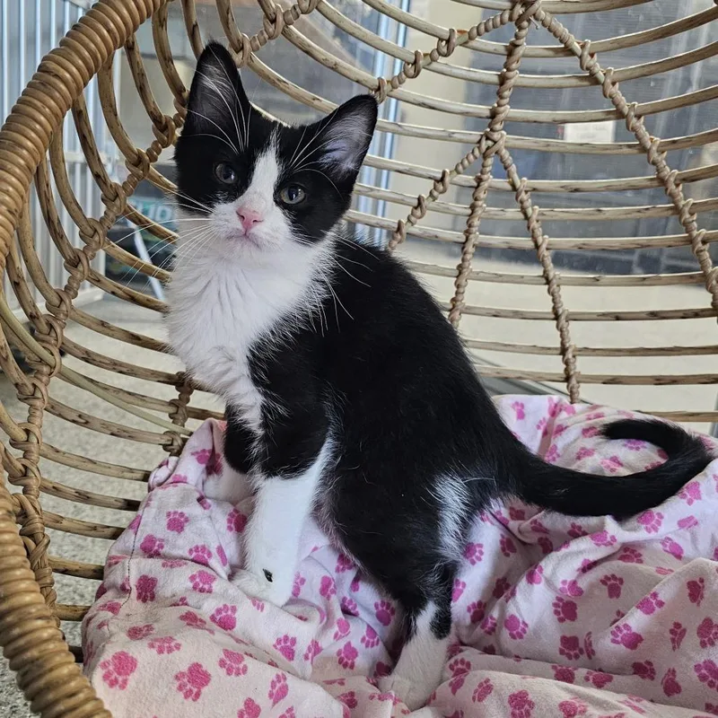 A baby small-sized male Black Domestic Short Hair cat named Vinny for adoption in Monroe, MI