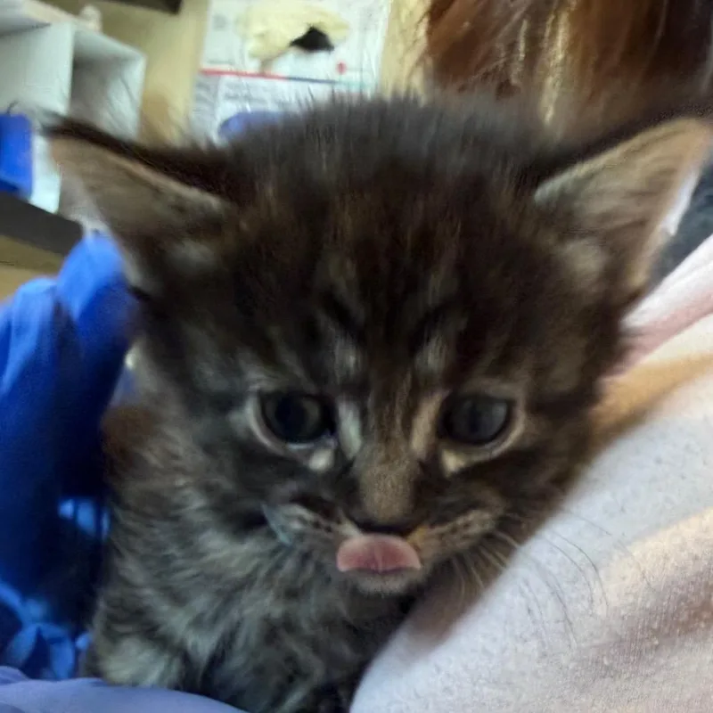 A baby small-sized female Brown / Chocolate Domestic Short Hair cat named Jade for adoption in Pasadena, CA