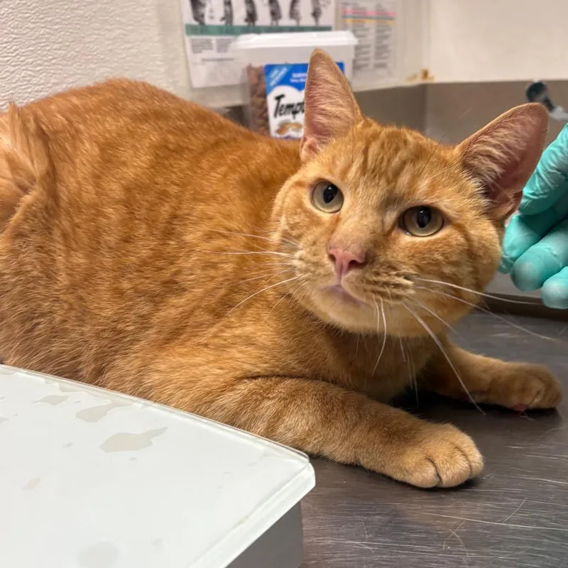 An adult large-sized male Orange / Red Domestic Short Hair cat named Cypress for adoption in Albuquerque, NM