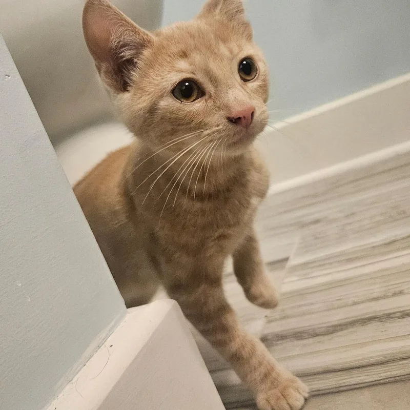 A baby small-sized male Buff / Tan / Fawn Domestic Short Hair cat named Cheeto Located in for adoption in Alexandria, VA