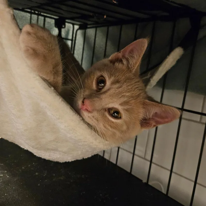 Cheeto  Located in thumbnail 2