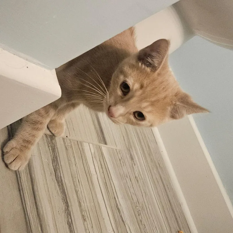 Cheeto  Located in thumbnail 3