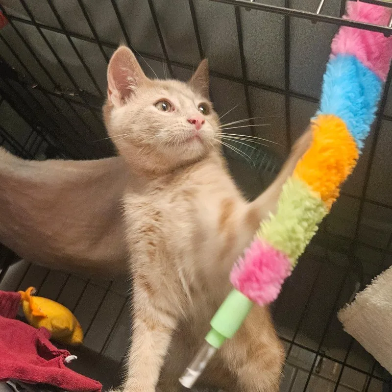 Cheeto  Located in thumbnail 4
