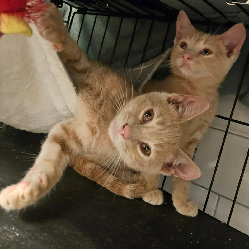 Cheeto  Located in thumbnail 5