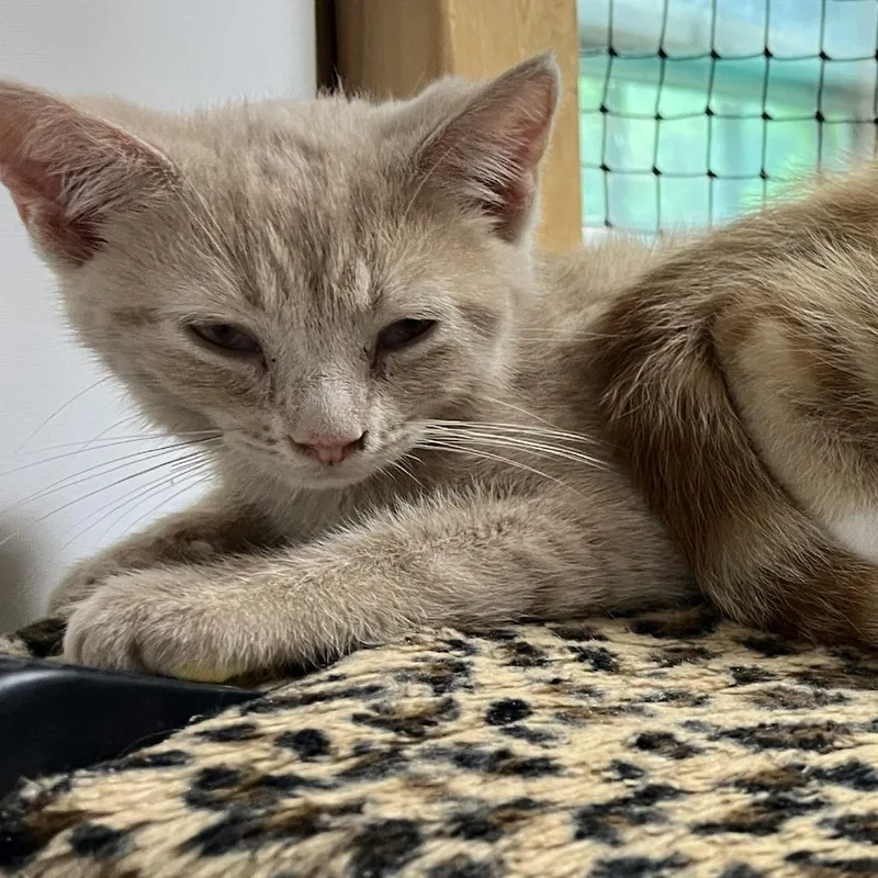 Cheeto  Located in thumbnail 6