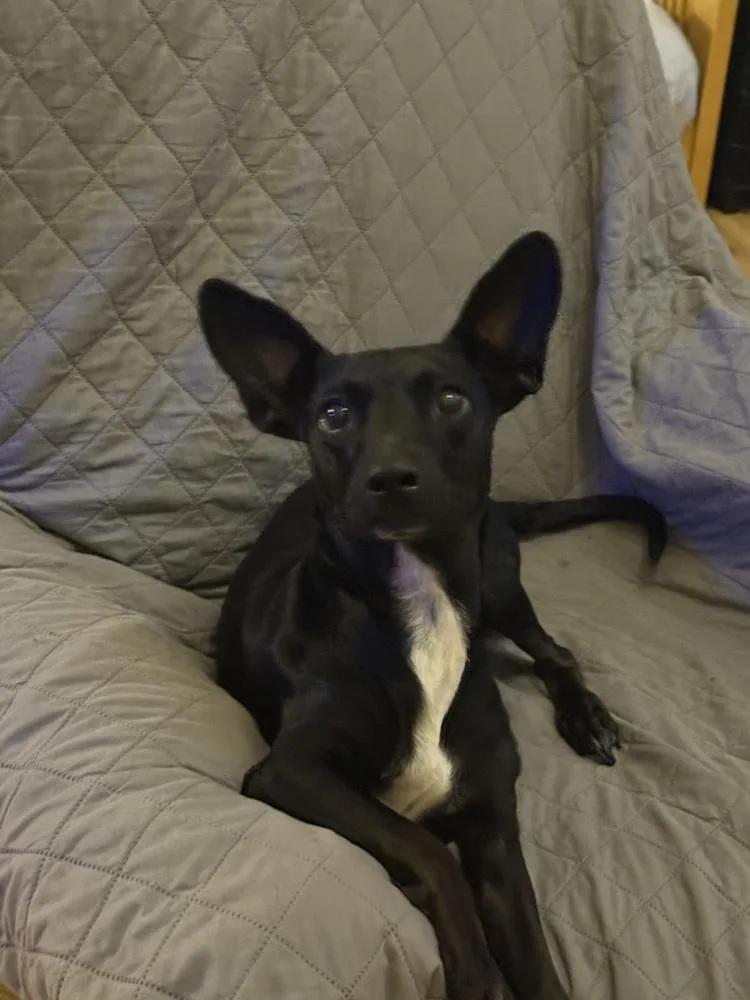 Danika 🇨🇦 💜 thumbnail 2