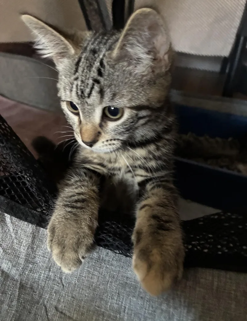 A baby small-sized female Tabby (Buff / Tan / Fawn) American Shorthair cat named MelinaN.  sweet like for adoption in New York, NY