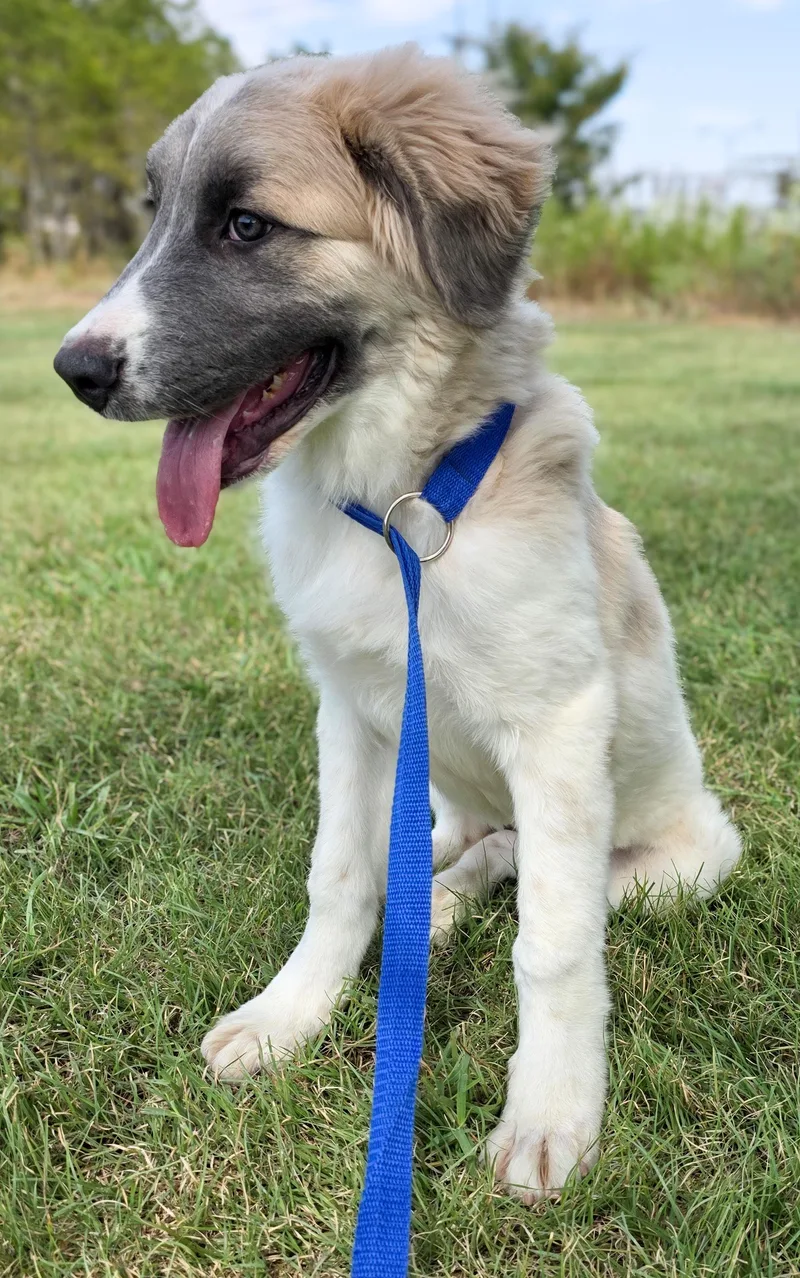 A baby medium-sized female Great Pyrenees dog named Tilly for adoption in Gainesville, TX