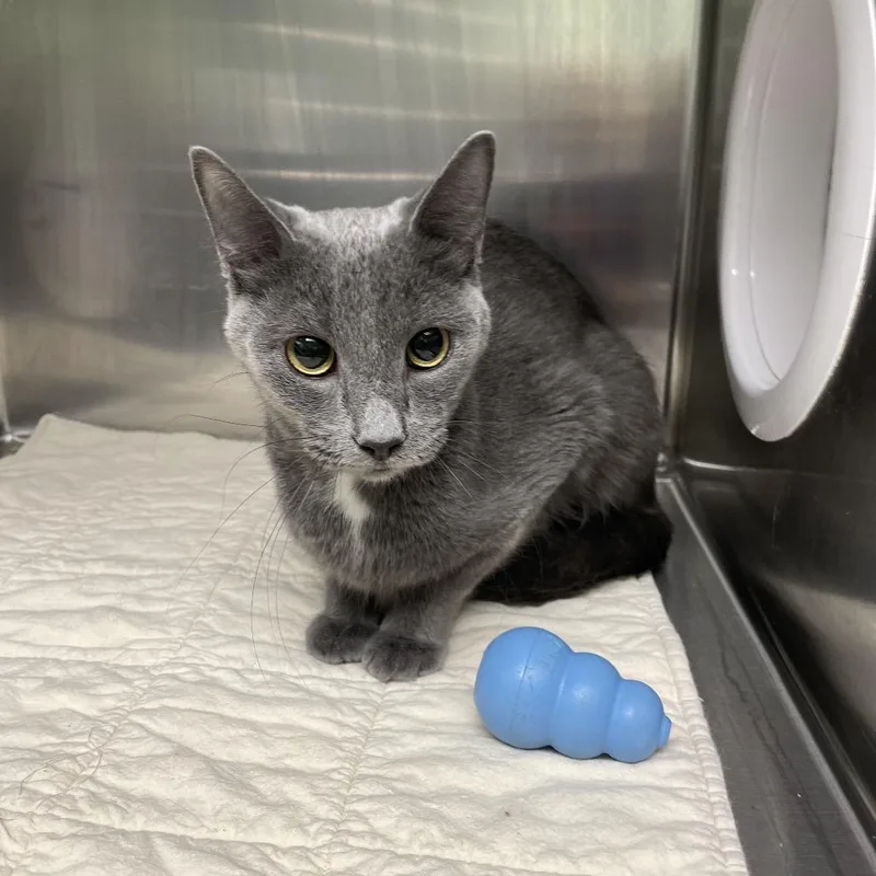 A young medium-sized female Russian Blue cat named Spot for adoption in Georgetown, KY
