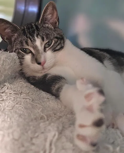 A young small-sized female Domestic Short Hair cat named Sabrina Carpenter for adoption in Santa Cruz, CA