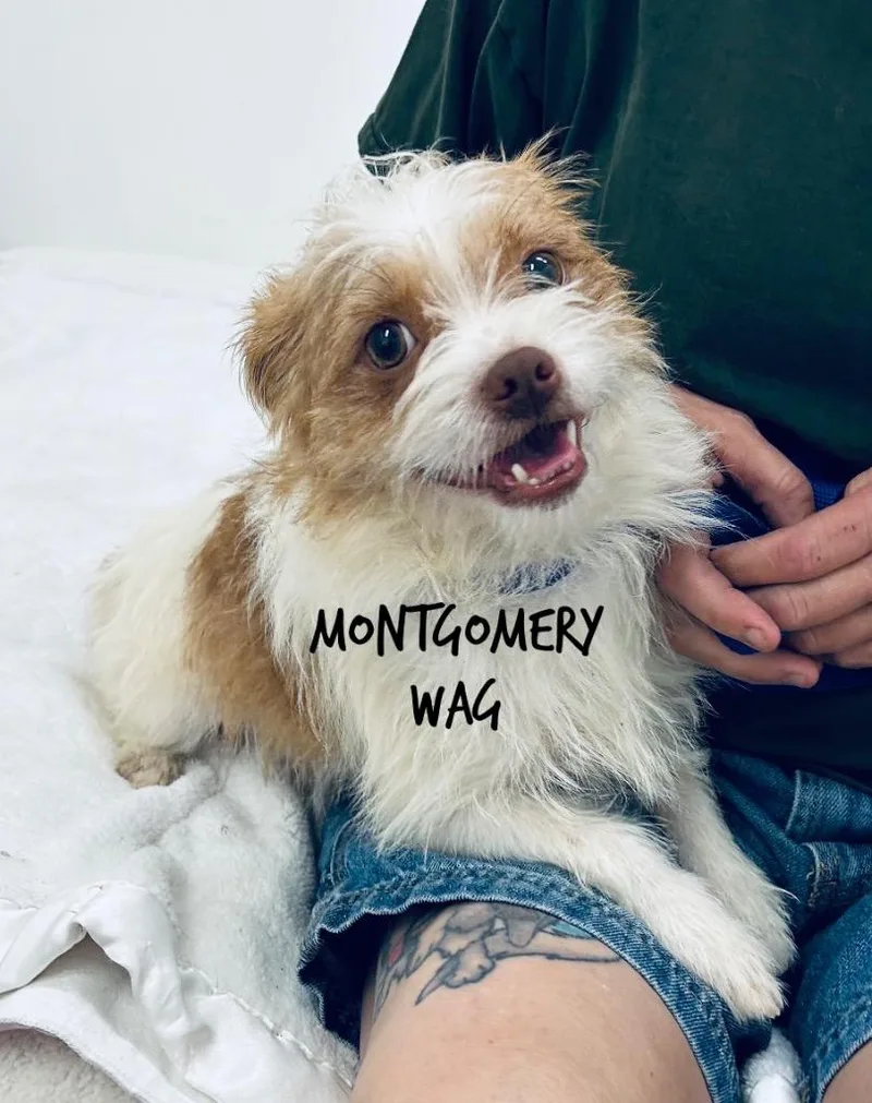 Montgomery Wag
