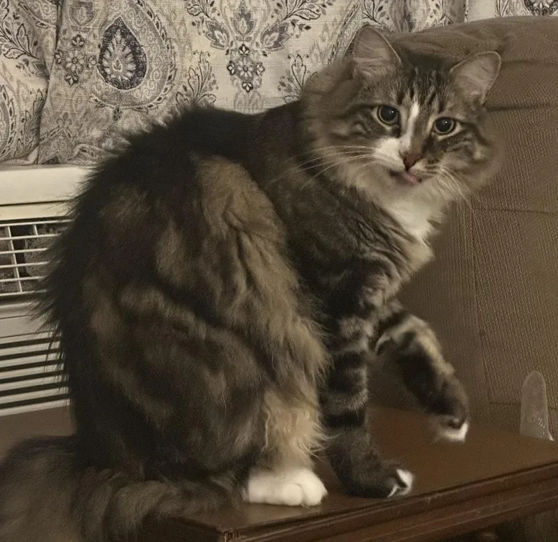 Boris