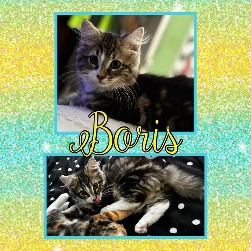 Boris thumbnail 3