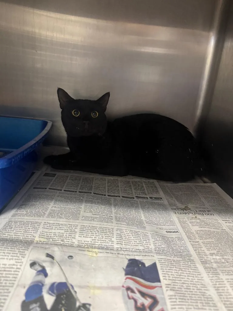 A young medium-sized male American Bobtail cat named Lowell for adoption in Sorrento, LA