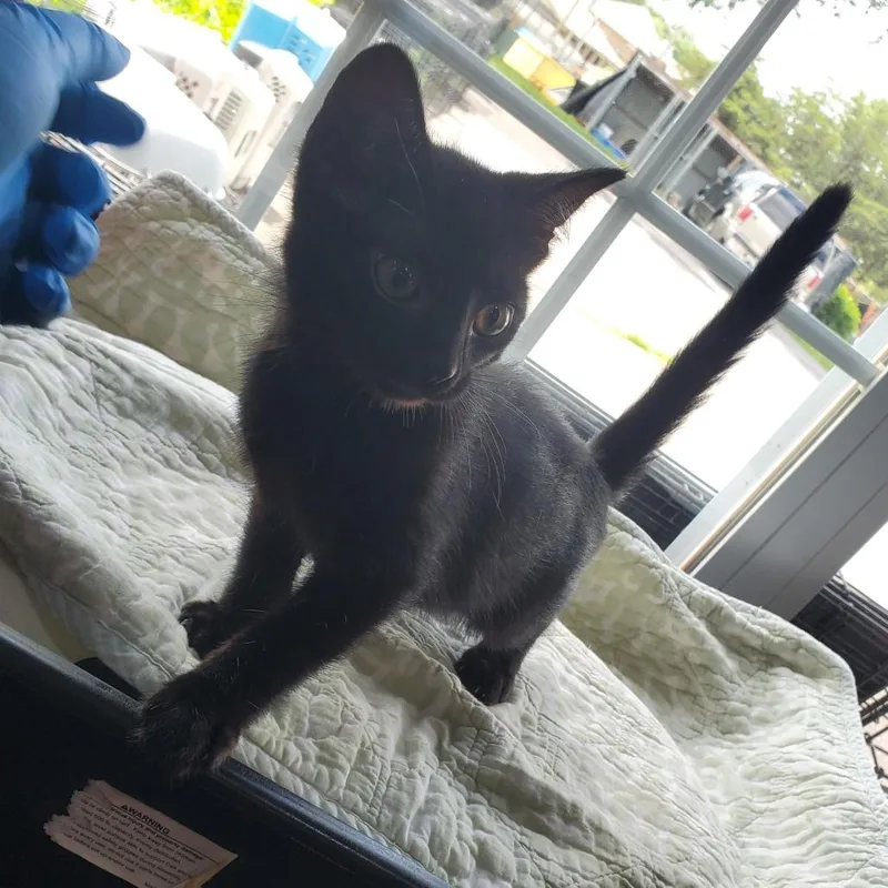 A baby small-sized male Black Domestic Short Hair cat named Lorenzo for adoption in Jefferson city, TN